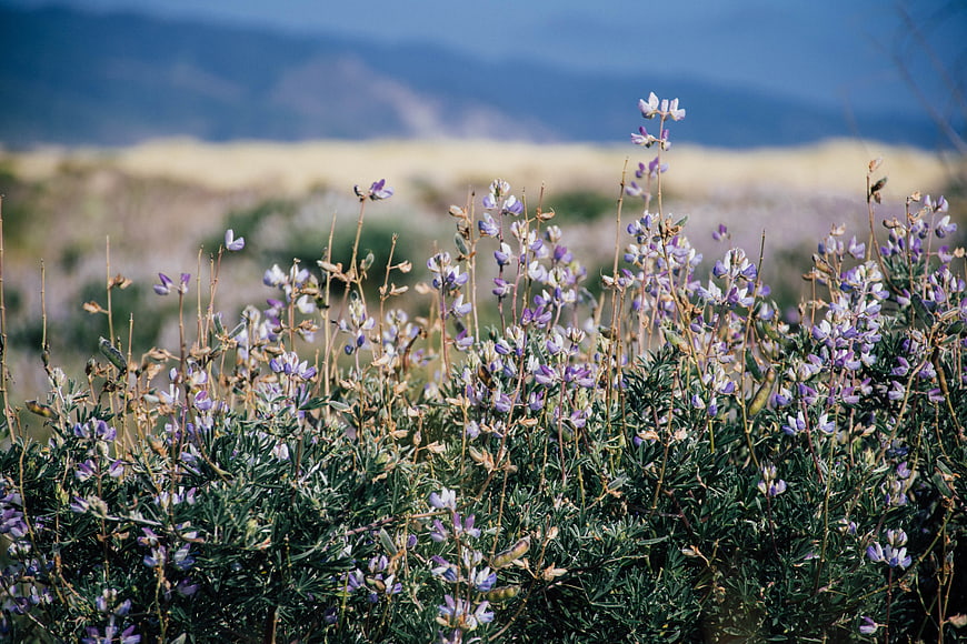 Purple wild lupine flowers in a mountain meadow