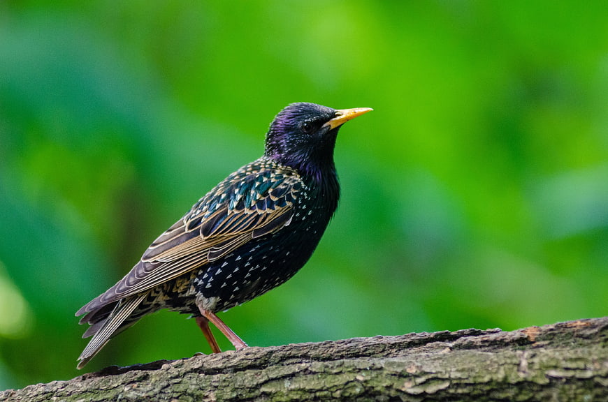 European Starling Perched on Tree Branch with Green Background