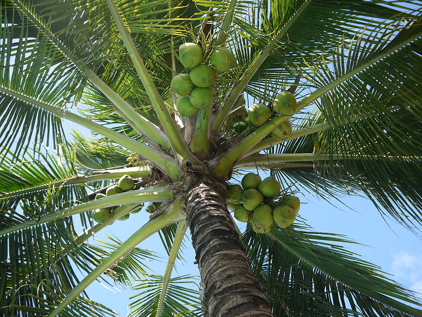 Low angle view of green coconuts on a palm tree against blue sky