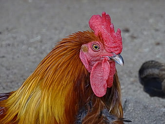 Close-up portrait of a rooster with red comb and golden feathers
