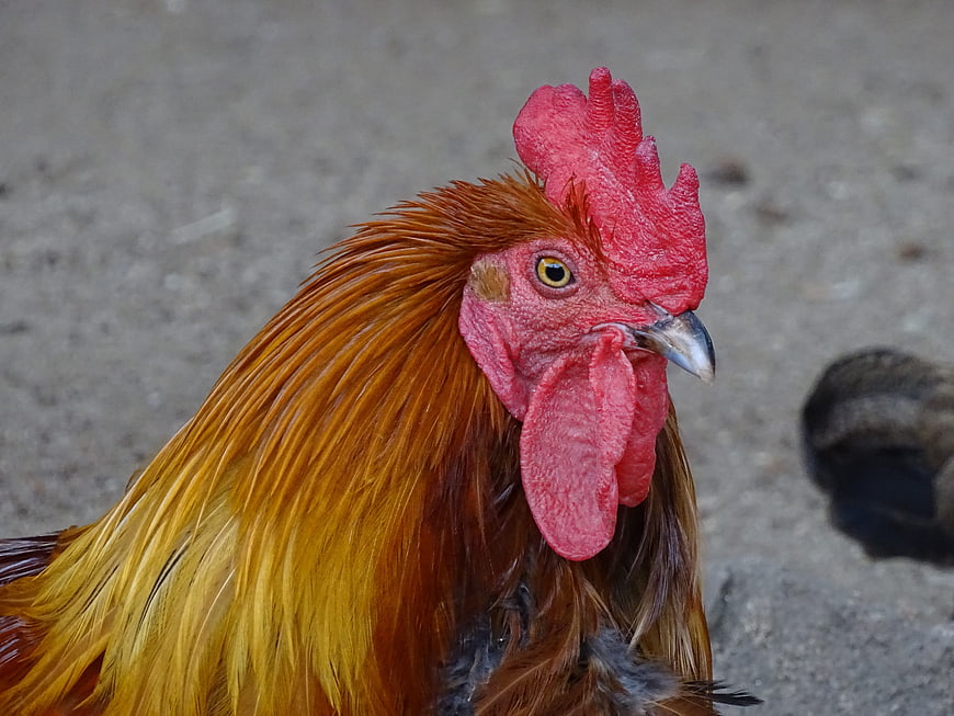 Close-up portrait of a rooster with red comb and golden feathers