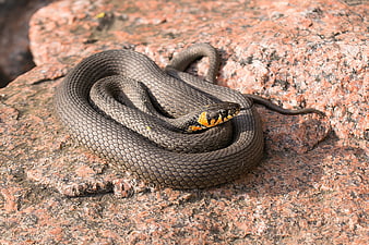 Coiled Natrix Natrix Snake Basking On Red Granite Rock