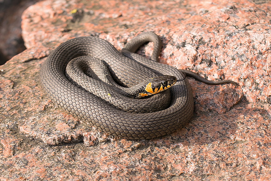 Coiled Natrix Natrix Snake Basking On Red Granite Rock