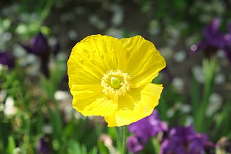 Close-up of a vibrant yellow poppy flower in a garden