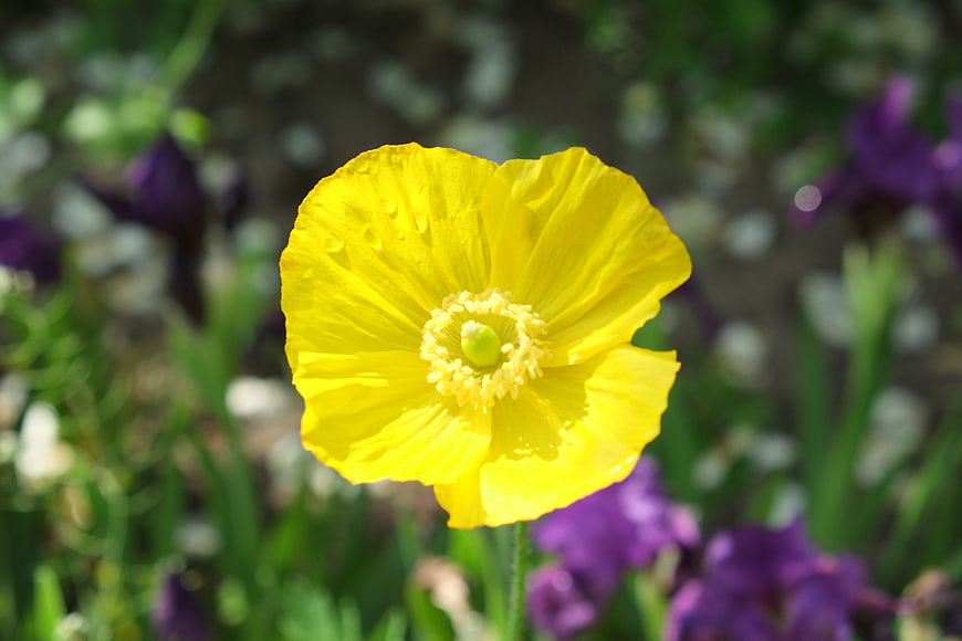 Close-up of a vibrant yellow poppy flower in a garden