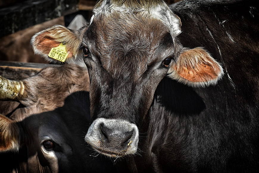 Close-up portrait of a dark brown cow with ear tag in a barn