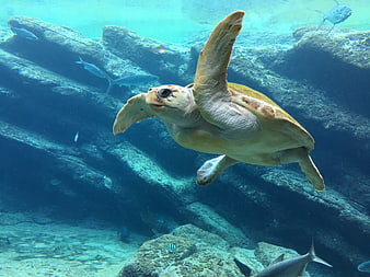 Sea Turtle Swimming Underwater Near Rocks