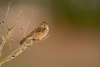 Small brown sparrow perched on a lichen-covered branch