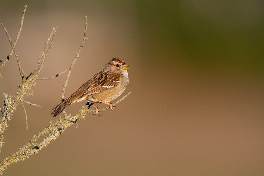 Small brown sparrow perched on a lichen-covered branch