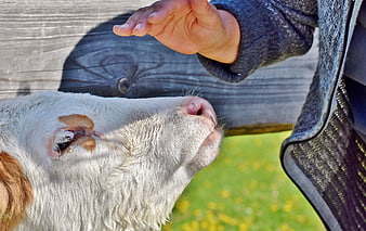Close-up of a person's hand reaching toward a white calf's face