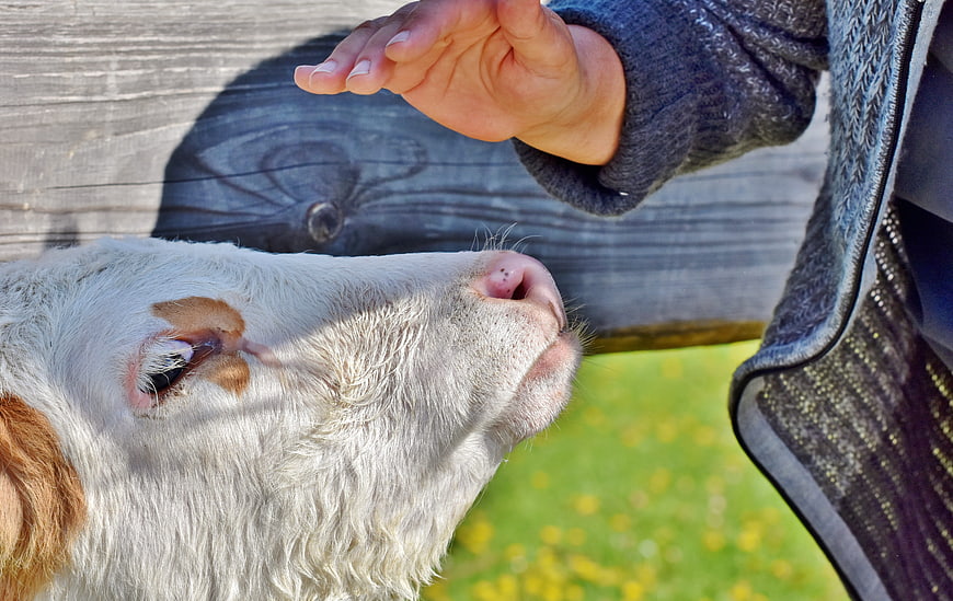 Close-up of a person's hand reaching toward a white calf's face