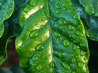 Close-up of Green Leaf with Water Droplets