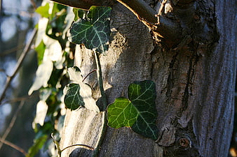 Close-up of green ivy leaves climbing a textured tree trunk