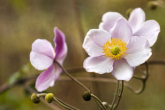 Close-up of delicate pink anemone flowers with yellow centers