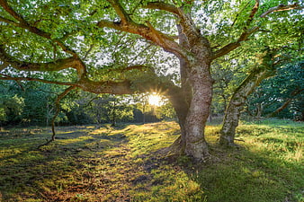 Sunlight streaming through ancient oak tree branches in forest