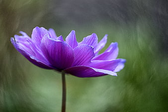 Purple Pasque Flower with Artistic Motion Blur Background