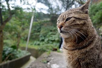 Close-up portrait of a tabby cat in a lush green garden
