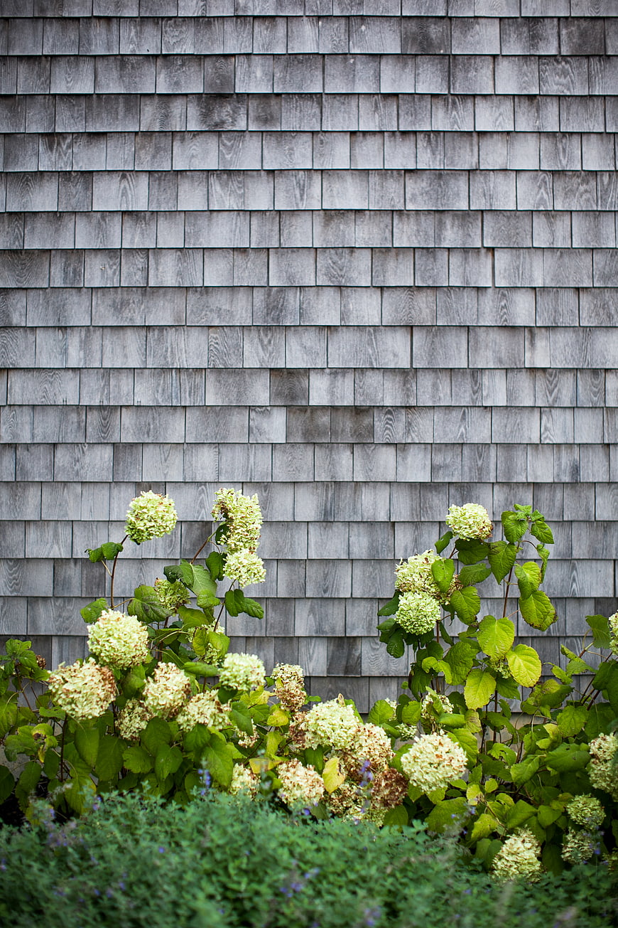 White hydrangeas blooming against gray cedar shingles