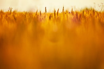 Golden Wheat Field with Shallow Depth of Field