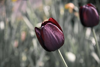 Close-up of dark purple tulip with water droplets