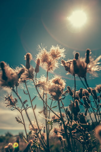 Backlit Dandelion Seeds Against Blue Sky