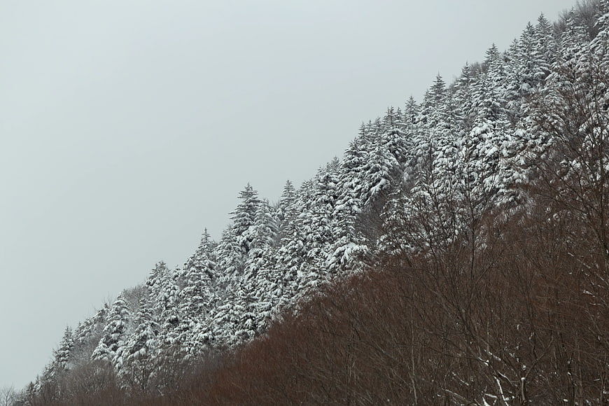 Snow-covered evergreen trees on a winter hillside