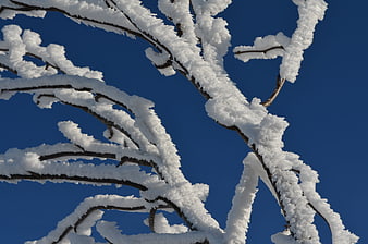 Snow-covered tree branches against a clear blue winter sky