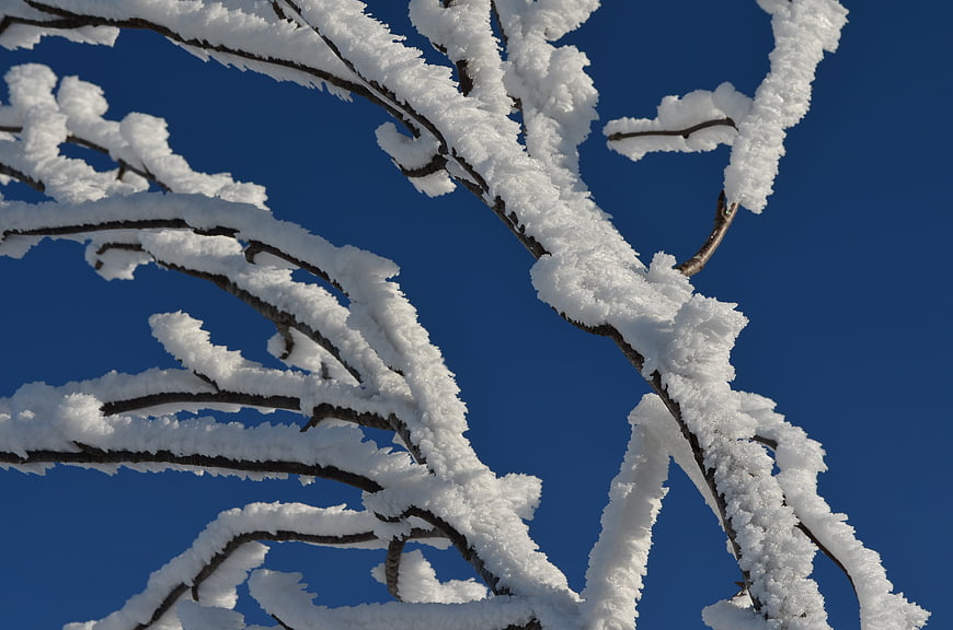 Snow-covered tree branches against a clear blue winter sky