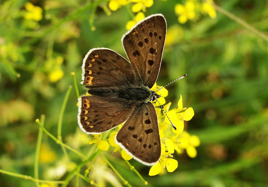 Close-up of a Brown Butterfly on Yellow Wildflowers
