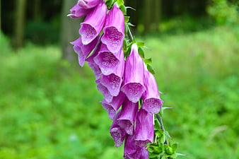 Close-up of purple foxglove flowers in a garden
