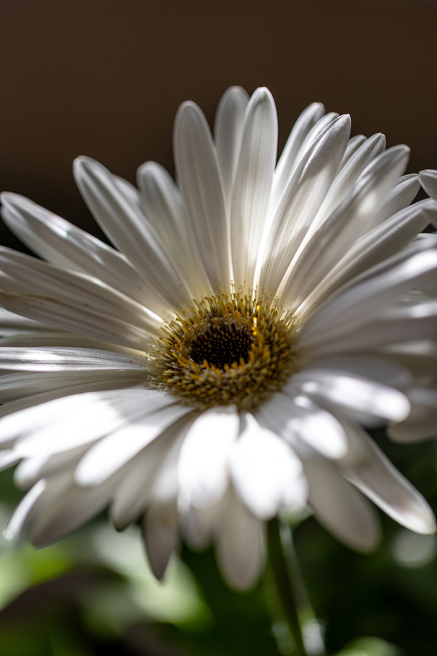 Close-up of a white daisy flower in sunlight