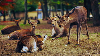 Group of Sika Deer Resting in Autumn Forest