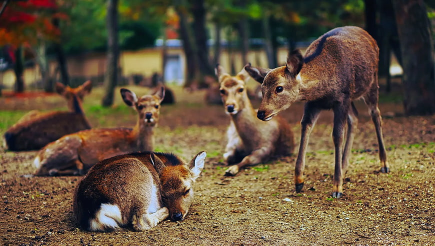 Group of Sika Deer Resting in Autumn Forest