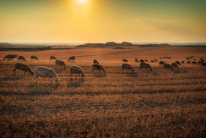 Sheep grazing in golden field at sunset