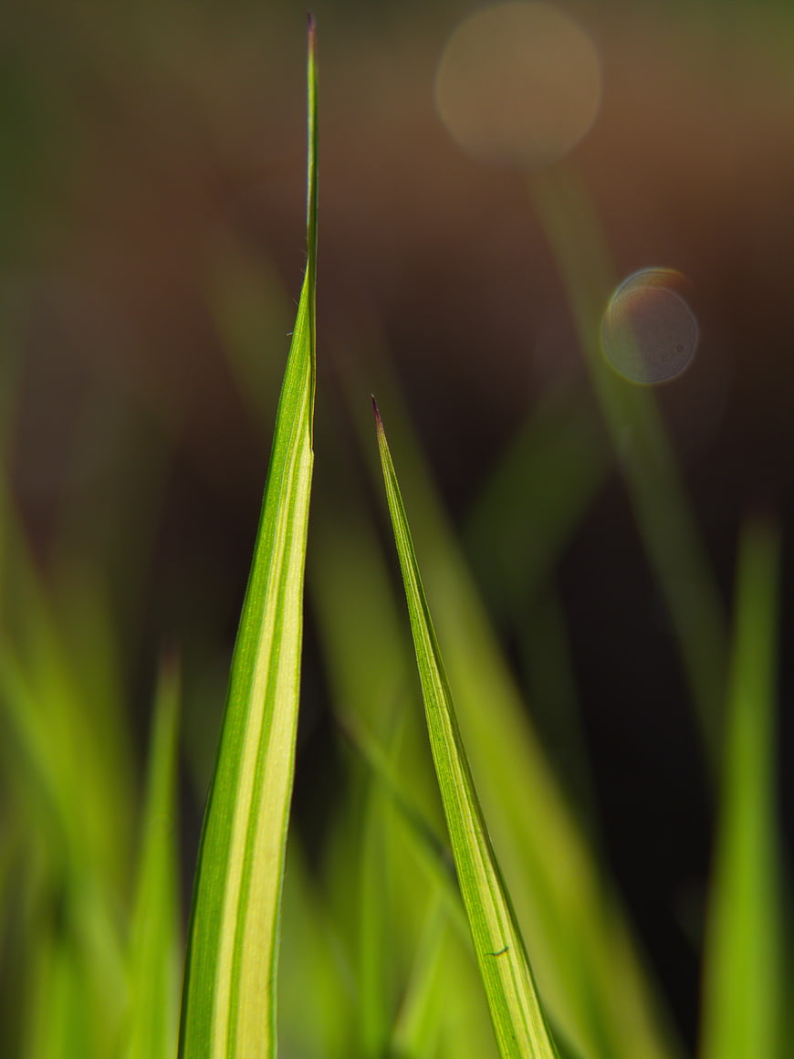Close-up of green grass blades with bokeh background