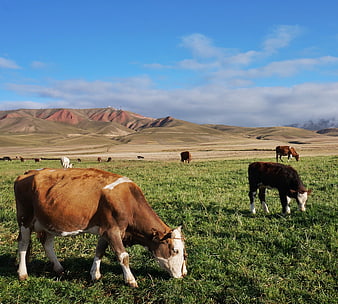Cows grazing in green pasture with rolling hills background