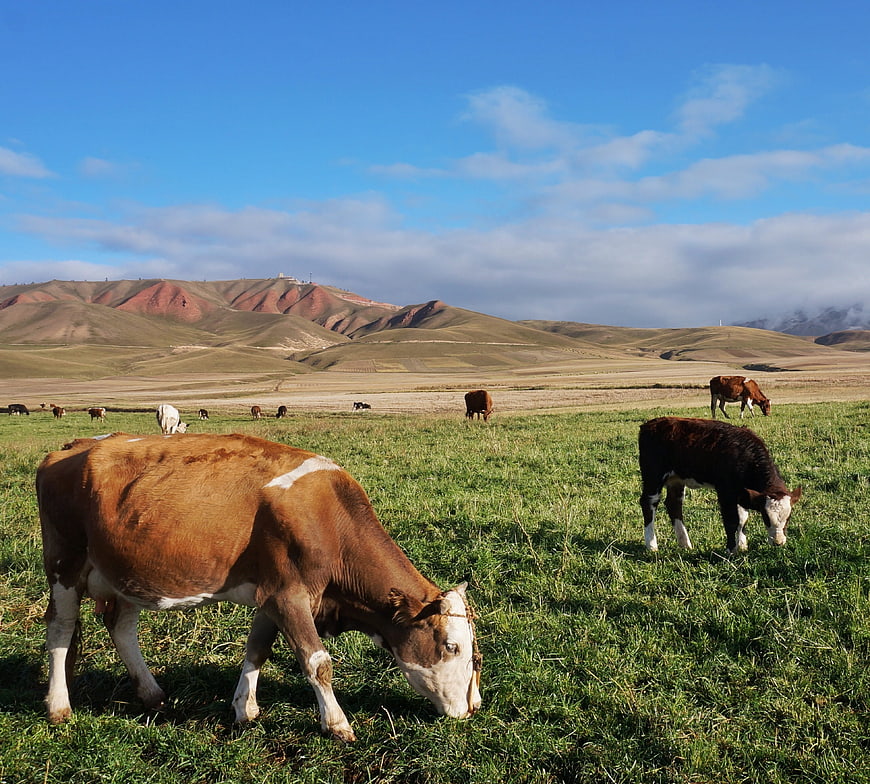 Cows grazing in green pasture with rolling hills background