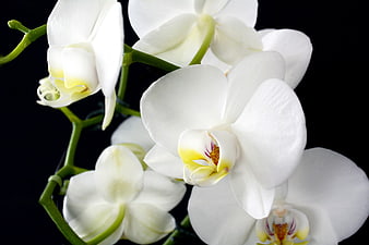 White Orchid Blooms Close Up On Black Background