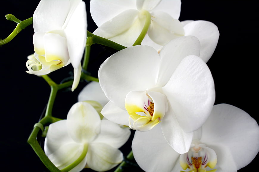 White Orchid Blooms Close Up On Black Background