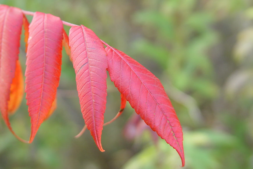 Close-up of vibrant red autumn leaves on a branch