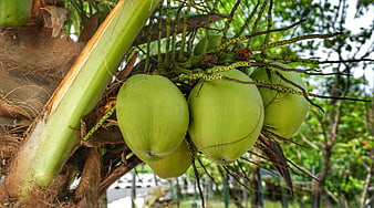 Green coconuts growing on a tropical palm tree