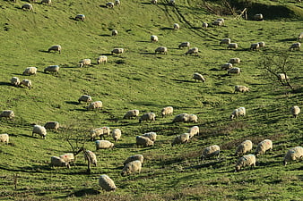 Flock of sheep grazing on a green hillside