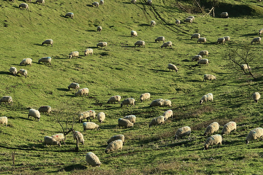 Flock of sheep grazing on a green hillside