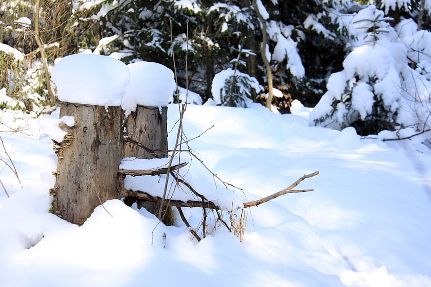 Snow-Covered Tree Stump in Winter Forest