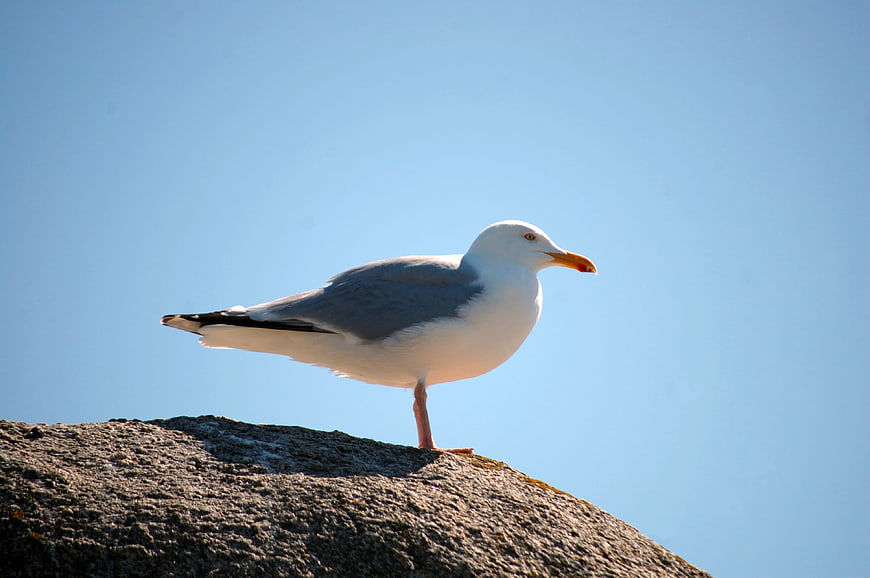 Seagull Standing on Rock Against Blue Sky