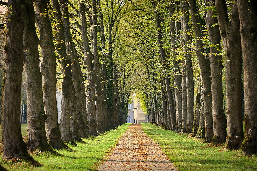Tree-lined avenue path leading to castle in spring