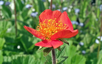 Close-up of vibrant red wild strawberry flower in summer garden