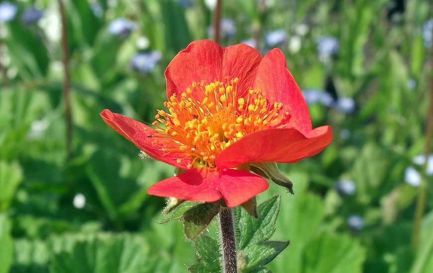 Close-up of vibrant red wild strawberry flower in summer garden