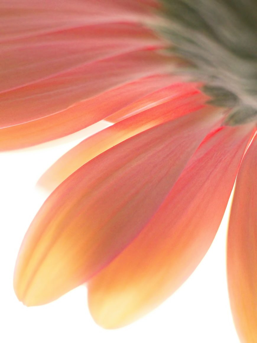 Abstract Macro Close-Up of Soft Pink and Orange Flower Petals