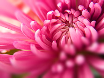 Macro Close-Up of Vibrant Pink Chrysanthemum Petals